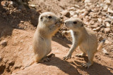 Prairie Dogs, Colorado
