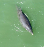 Bottle-nosed Dolphin, Florida