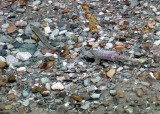 Chum Salmon, Alaska