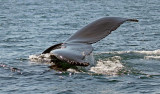 Humpback Whale, Nova Scotia