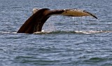 Humpback Whale, Nova Scotia