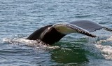 Humpback Whale, Nova Scotia