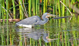 Tri-Color Heron, Florida