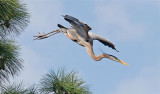 Great Blue Herons Nesting, Florida
