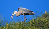  Great Blue Herons Nesting, Florida
