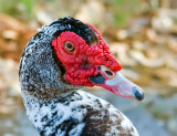  Muscovy, Florida
