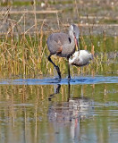    Great Blue Heron, Florida