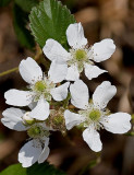 Blackberry Bush, Lake Seminole