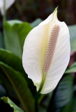 Spathyfillum, Botanical Garden