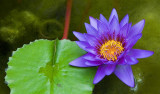 Water Lily, Botanical Garden