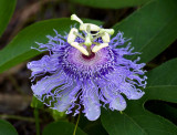 Passion Flower, Weedon Preserve