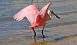 Roseate Spoonbill, Florida