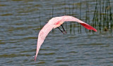 Roseate Spoonbill, Florida