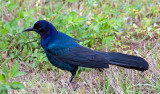 Grackle, Florida
