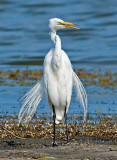Great Egret, Florida