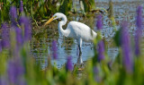 Great Egret, Florida