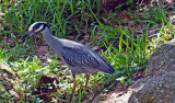 Yellow Crowned Night Heron, Florida