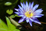 Florida Botanical Gardens