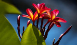 Florida Botanical Gardens