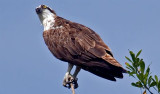 Osprey, Florida