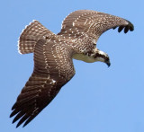 Osprey (Juvenile), Florida