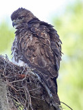 Red Tailed Hawk, Florida