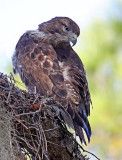 Red Tailed Hawk, Florida