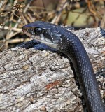 Black Racer, Florida