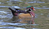 Wood Duck, Florida