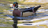Wood Duck, Florida