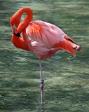 Flamingo, Florida