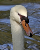 Swan, Florida