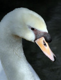 Swan, Florida