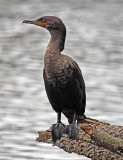 Cormorant, Florida