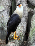 Crested Caracara, Florida