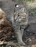 Bobcat, Florida