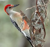 Red-Bellied Woodpecker, Florida