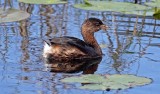 Pied-billed Grebe, Florida