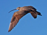Long Billed Curlew, Florida