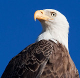 Bald Eagle, Florida
