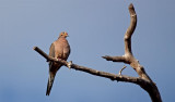 Mourning Dove, Florida