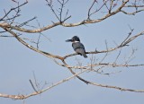 Belted Kingfisher, Florida