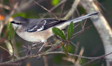Mockingbird, Florida