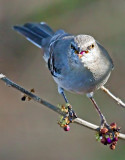 Mockingbird, Florida