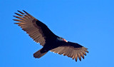 Turkey Vulture, Florida