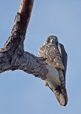 Peregrine Falcon, Florida