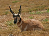 Pronghorn Antelope, Wyoming