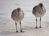Dunlins, Florida