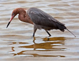 Reddish Egret, Florida