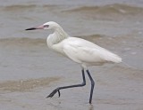 Reddish Egret, White Morph, Florida